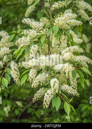 White flowers blooming bird cherry. Bird Cherry Tree in Blossom. Close-up of a Flowering Prunus padus Tree with White Little Blossoms. Blooming Sweet Stock Photo