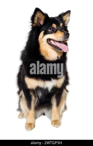 Finnish lapphund sitting isolated on a white background looking away ...