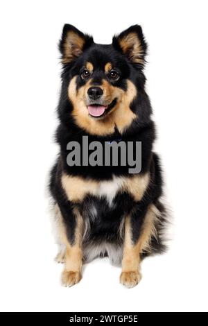 Happy Finnish Lapphund dog sitting. Isolated on a white background ...