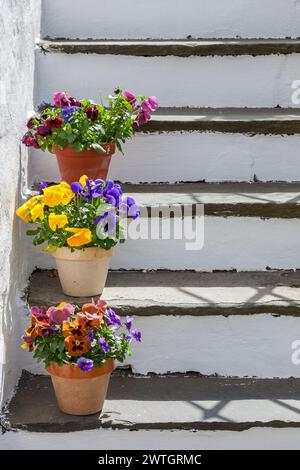 Blooming pansies in a garden staircase Stock Photo