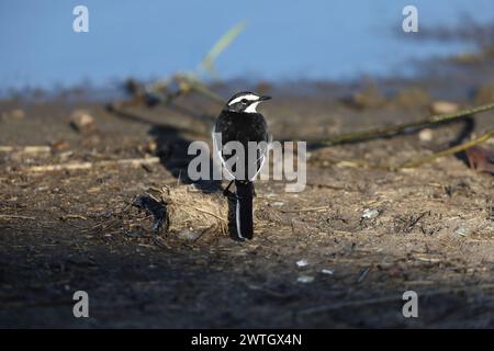 The African pied wagtail, or African wagtail, (Motacilla aguimp) is a species of bird in the family Motacillidae. This photo was taken in Kruger Natio Stock Photo