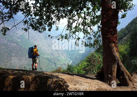 Tourist with backpack standing on big rock next to old tree enjoying view over Dudh Koshi river valley in Himalaya mountains near Lukla, Solukhumbu, E Stock Photo