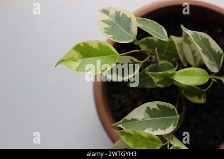 Branches Of Young Ficus Plant In Flower Pot Isolated On White Closeup View Stock Photo