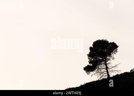 Mountain Silhouette: Pine Tree Silhouette Against Overexposed Sky.A lone pine tree stands in silhouette against the overexposed sky atop a mountain, c Stock Photo