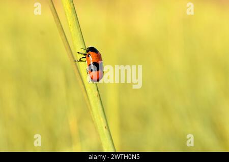 Insect Clytra laeviuscula sits on the grass, side view. Stock Photo