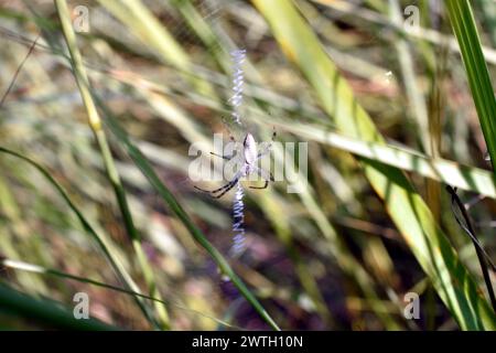 The orb weaving spider sits in the center of the web it has woven, waiting for insects. Stock Photo