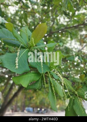 Terminalia Capitanea Terminalia catappa branches out by the beachfront Stock Photo - Alamy