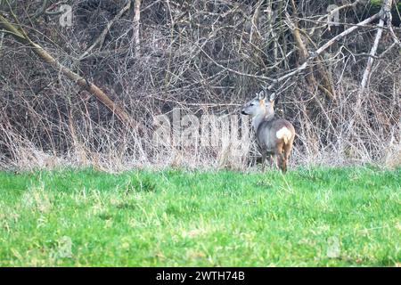 Deer on a meadow, attentive and feeding. Hidden among the bushes. Animal photo from nature Stock Photo