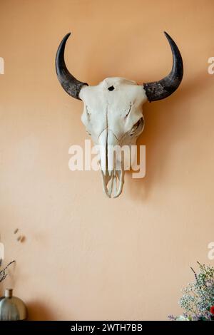longhorn skull hanging on neutral wall white skull bones Stock Photo