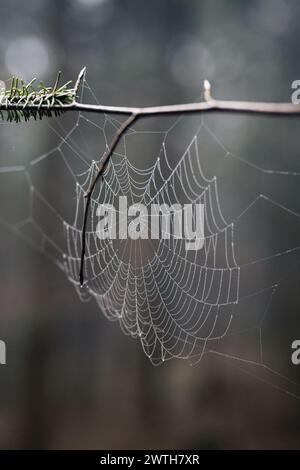Spider web covered in droplets in forrest Stock Photo