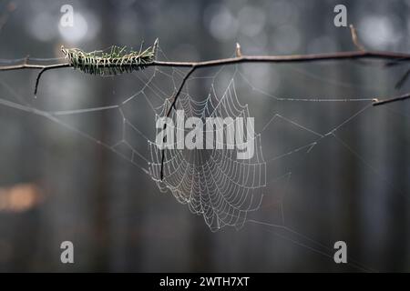 Spider web covered in droplets in forrest Stock Photo