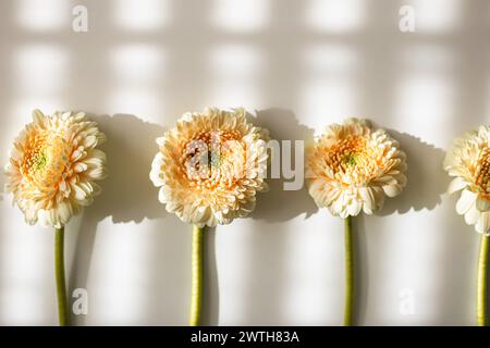 Line of white gerberas with striking light patterns Stock Photo