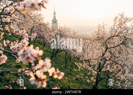 Blossoming almond pink trees on a morning in Prague Stock Photo