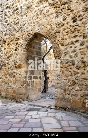 A Tree Framed Through Ancient Archway in Lisbon Stock Photo