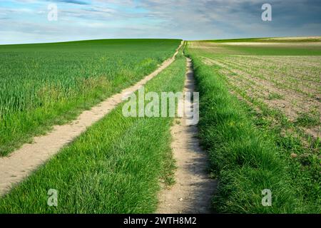 Long dirt road and green young fields Stock Photo