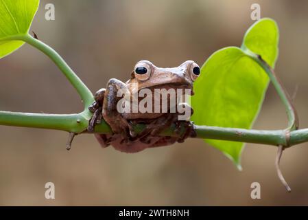 Javan tree frog perched on a branch Stock Photo