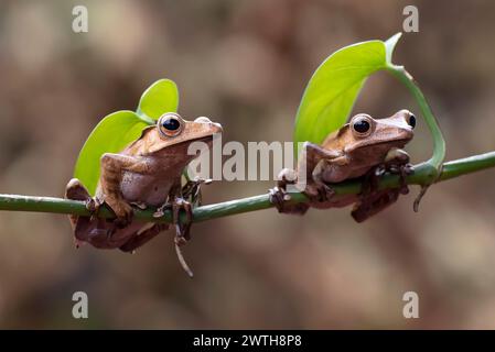 Javan tree frogs perched on a tree branch Stock Photo