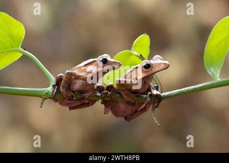 Javan tree frogs perched on a branch Stock Photo