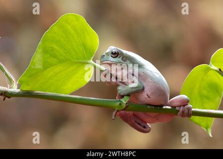 Dumpy frog on a tree branch Stock Photo