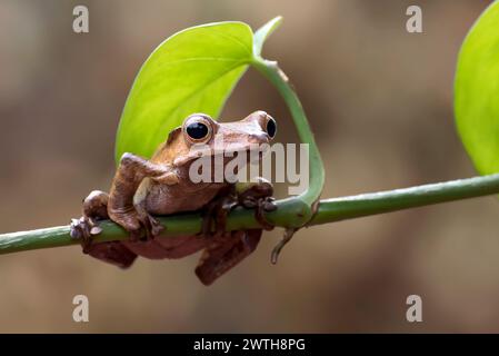 Javan tree frog perched on a branch Stock Photo