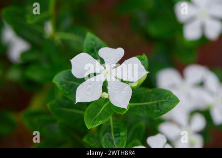 Close-up view of water drops on Cayenne Jasmine flower Stock Photo