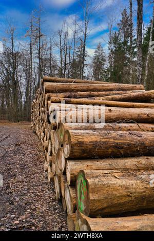 Stacked tree trunks by the side of the road in the forest. Tree ...