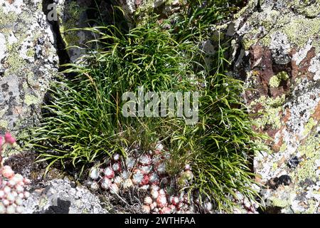 Forked spleenwort (Asplenium septentrionale) is a fern native to Eurasia. This photo was taken in Valle de Aran, Lleida, Catalonia, Spain. Stock Photo