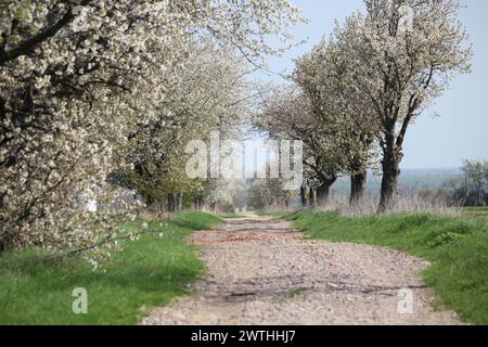 Allee mit Kirschbäumen im Frühling Stock Photo