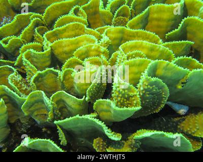 Grüne Salatkoralle, Tauchplatz Ras Mohammed Shark and Jolanda Reef, Rotes Meer, Ägypten Stock Photo