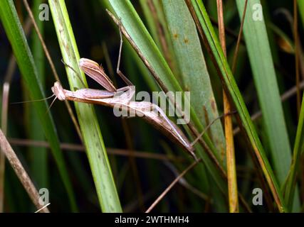 An insect with long clawed front legs, brown in color, with a triangle-shaped head, this is a praying mantis. Stock Photo