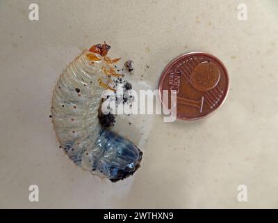 Larva of the Common Cockchafer or May Beetle or Maybug (Melolontha melolontha).C Stock Photo