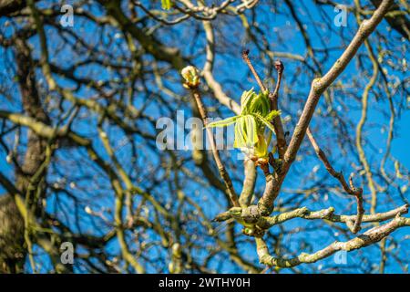 Close up view of leaf buds on a tree starting to burst open in early spring seen against a blue sky. Stock Photo