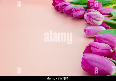 Beautiful pink tulips on a pastel pink background. Spring background concept. Flat lay, copy space Stock Photo