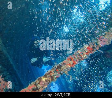 School of glassfish in the wreck of the Carnatic, Red Sea, Egypt Stock ...