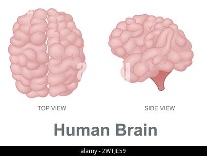 Human Brain in Top View and Side View, Vector Illustration Stock Vector