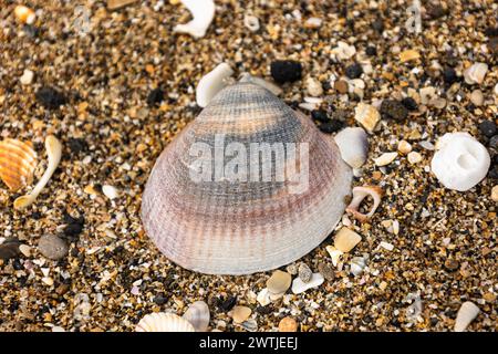 It was a grey and cloudy day when I discovered these beautiful shells on the beach of Agde lying around between black rocks Stock Photo