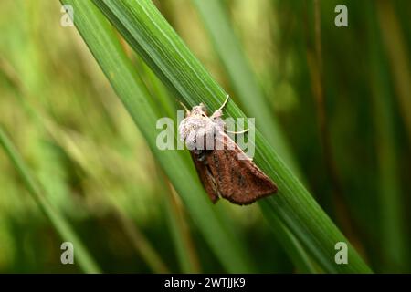 Night moth Great reed armyworm hides in the grass during the day. Stock Photo