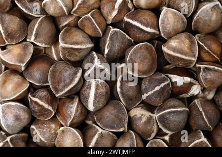 Organic Wingless Moringa (Moringa oleifera) seeds. Macro on white background Stock Photo