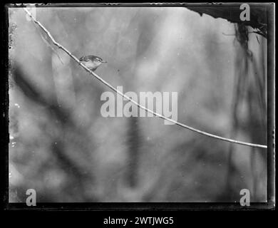 Acanthisitta chloris chloris (South Island Rifleman) - Passeriformes black-and-white negatives, gelatin dry plate negatives Stock Photo