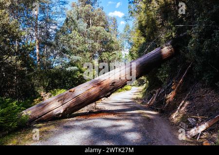 STYX VALLEY, AUSTRALIA - FEBRUARY 20 2024: Landscape of the Styx Valley and a fallen tree across the road near Maydena in Southwest National Park, Tas Stock Photo