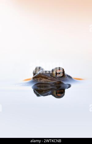 Common Toad  (Bufo bufo) floats on beautiful water surface waiting for its mate, wildlife, Europe. Stock Photo