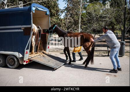 Introducing horse into trailer at replica of a camp during historical recreation of 'Los Sitios', the events that took place in Zaragoza, Spain, durin Stock Photo