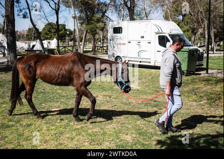 Introducing horse into trailer at replica of a camp during historical recreation of 'Los Sitios', the events that took place in Zaragoza, Spain, durin Stock Photo