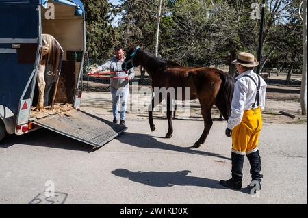 Introducing horse into trailer at replica of a camp during historical recreation of 'Los Sitios', the events that took place in Zaragoza, Spain, durin Stock Photo