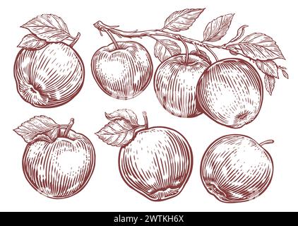 Set of apples. Apple fruit, branch with leaves. Hand drawn sketch engraving style vector illustration Stock Vector