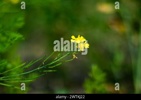 Mustard, Bright yellow flowers with four petals are found in terminal clusters. Mustard plant, extensively cultivated for oil and economically signifi Stock Photo