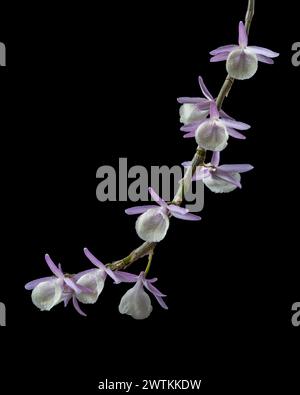 Closeup view of purple pink and creamy white flowers of epiphytic orchid dendrobium primulinum or primrose dendrobium isolated on black background Stock Photo