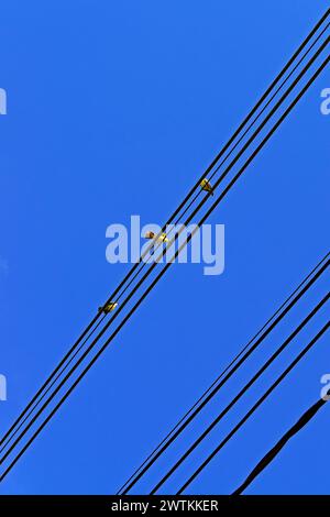 Three great kiskadees (Pitangus sulphuratus) on electric wires Stock Photo