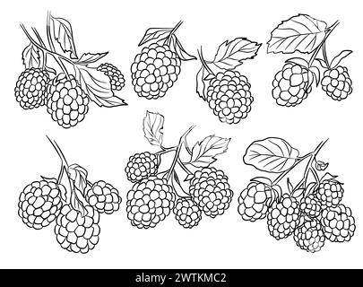 Blackberries outline branches illustration. Vector Illustration collection Stock Vector