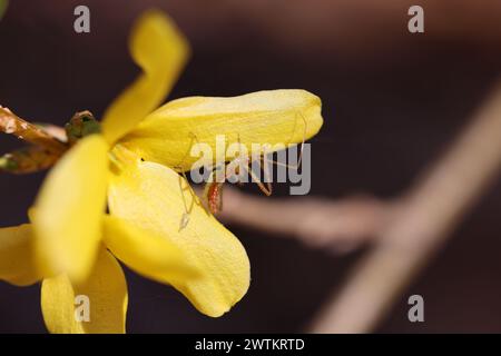 An assassin Bug on a yellow flower Stock Photo